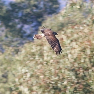 Circus approximans (Swamp Harrier) at Wonga Wetlands - 29 Nov 2020 by Kyliegw