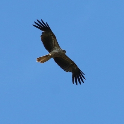 Haliastur sphenurus (Whistling Kite) at Wonga Wetlands - 29 Nov 2020 by Kyliegw