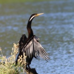 Anhinga novaehollandiae (Australasian Darter) at Albury - 30 Nov 2020 by KylieWaldon