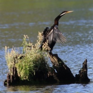 Anhinga novaehollandiae at Albury - 30 Nov 2020 07:00 AM