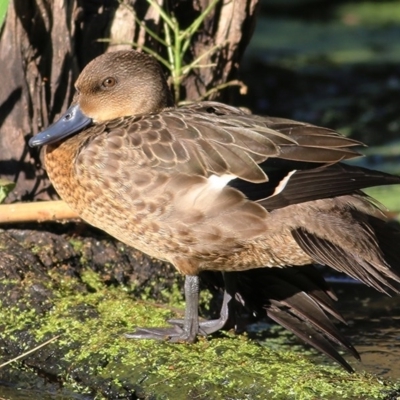 Anas castanea (Chestnut Teal) at Albury - 30 Nov 2020 by KylieWaldon