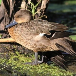 Anas castanea at Splitters Creek, NSW - 30 Nov 2020