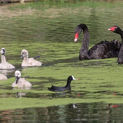 Cygnus atratus (Black Swan) at Wonga Wetlands - 29 Nov 2020 by Kyliegw