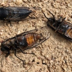 Psaltoda moerens (Redeye cicada) at Namadgi National Park - 2 Dec 2020 by KMcCue