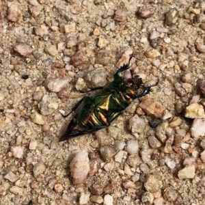 Lamprima aurata at Booth, ACT - 2 Dec 2020 03:23 PM