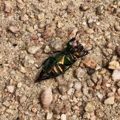 Lamprima aurata (Golden stag beetle) at Namadgi National Park - 2 Dec 2020 by KMcCue