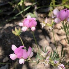 Lotus australis (Austral Trefoil) at Booth, ACT - 2 Dec 2020 by KMcCue