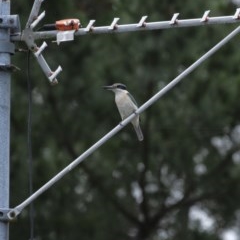 Todiramphus sanctus (Sacred Kingfisher) at Penrose, NSW - 25 Nov 2020 by Aussiegall