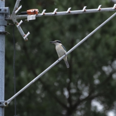 Todiramphus sanctus (Sacred Kingfisher) at Wingecarribee Local Government Area - 25 Nov 2020 by Aussiegall