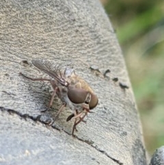 Dasybasis sp. (genus) (A march fly) at Wodonga Regional Park - 3 Dec 2020 by ChrisAllen