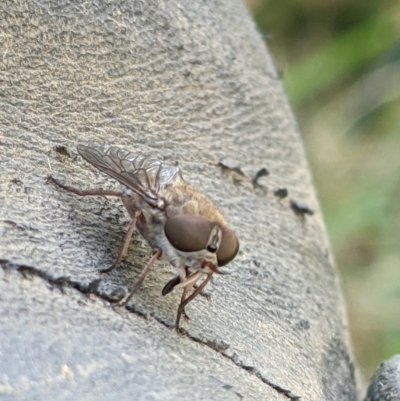 Dasybasis sp. (genus) (A march fly) at Wodonga Regional Park - 2 Dec 2020 by ChrisAllen
