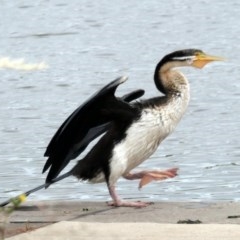 Anhinga novaehollandiae (Australasian Darter) at Coombs, ACT - 2 Dec 2020 by Hutch68