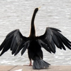 Anhinga novaehollandiae at Coombs, ACT - 3 Dec 2020 09:29 AM