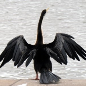 Anhinga novaehollandiae at Coombs, ACT - 3 Dec 2020 09:29 AM