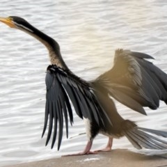 Anhinga novaehollandiae at Coombs, ACT - 3 Dec 2020 09:29 AM