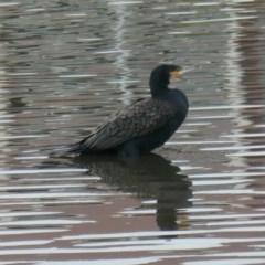 Phalacrocorax carbo (Great Cormorant) at Coombs, ACT - 3 Dec 2020 by Hutch68