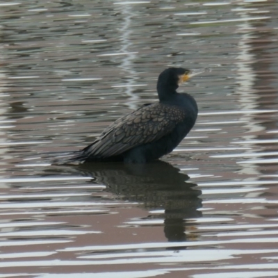 Phalacrocorax carbo (Great Cormorant) at Coombs, ACT - 3 Dec 2020 by Hutch68