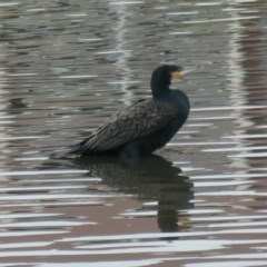 Phalacrocorax carbo (Great Cormorant) at Coombs Ponds - 2 Dec 2020 by Hutch68