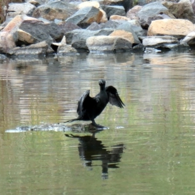 Phalacrocorax sulcirostris (Little Black Cormorant) at Coombs Ponds - 2 Dec 2020 by Hutch68