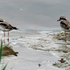 Elseyornis melanops (Black-fronted Dotterel) at Coombs, ACT - 2 Dec 2020 by Hutch68