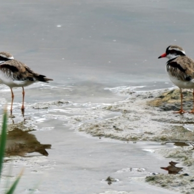 Charadrius melanops (Black-fronted Dotterel) at Coombs, ACT - 2 Dec 2020 by Hutch68