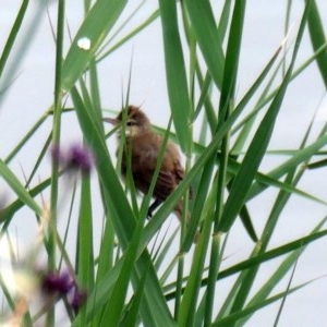 Acrocephalus australis at Coombs, ACT - 3 Dec 2020