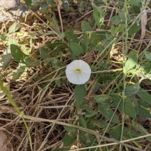 Convolvulus arvensis at Wodonga Regional Park - 3 Dec 2020 09:15 AM