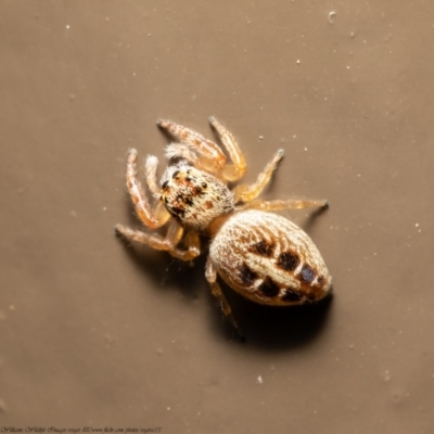 Opisthoncus sexmaculatus (Six-marked jumping spider) at Acton, ACT - 3 Dec 2020 by Roger