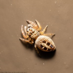 Opisthoncus sexmaculatus at Acton, ACT - 3 Dec 2020