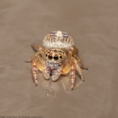 Opisthoncus sexmaculatus at Acton, ACT - 3 Dec 2020