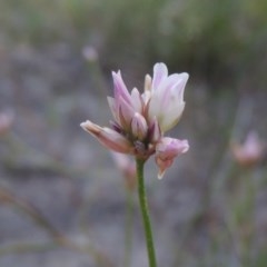 Laxmannia gracilis (Slender Wire Lily) at Tuggeranong Hill - 30 Nov 2020 by michaelb