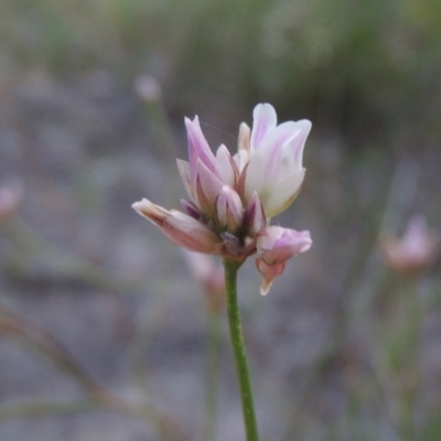 Laxmannia gracilis (Slender Wire Lily) at Conder, ACT - 30 Nov 2020 by michaelb
