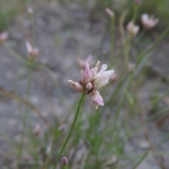 Laxmannia gracilis at Conder, ACT - 30 Nov 2020