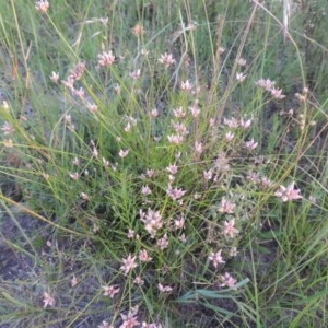 Laxmannia gracilis at Conder, ACT - 30 Nov 2020