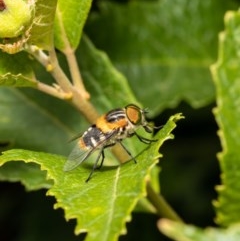 Scaptia (Scaptia) auriflua (A flower-feeding march fly) at ANBG - 2 Dec 2020 by Roger