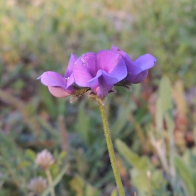 Swainsona behriana (Behr's Swainson-Pea) at Tuggeranong Hill - 20 Oct 2020 by michaelb