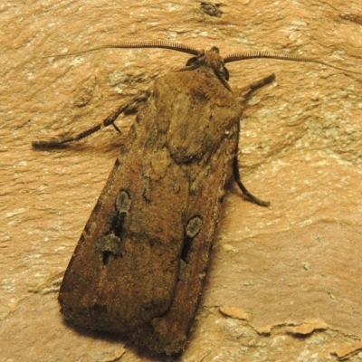 Agrotis infusa (Bogong Moth, Common Cutworm) at Conder, ACT - 10 Nov 2020 by michaelb