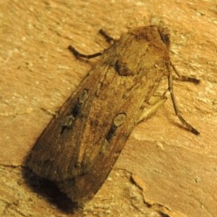 Agrotis infusa at Conder, ACT - 10 Nov 2020 10:45 PM