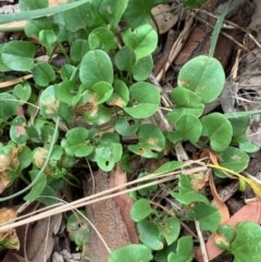 Dichondra repens (Kidney Weed) at Weston, ACT - 3 Dec 2020 by AliceH