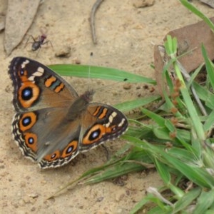 Junonia villida at Symonston, ACT - 3 Dec 2020