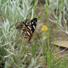 Vanessa kershawi (Australian Painted Lady) at Callum Brae - 2 Dec 2020 by SandraH