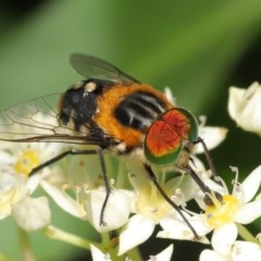 Scaptia (Scaptia) auriflua (A flower-feeding march fly) at ANBG - 1 Dec 2020 by TimL
