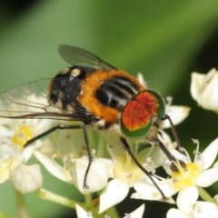 Scaptia (Scaptia) auriflua (A flower-feeding march fly) at Acton, ACT - 1 Dec 2020 by TimL