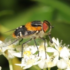 Scaptia (Scaptia) auriflua at Acton, ACT - 1 Dec 2020