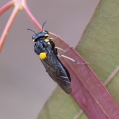 Pergagrapta bicolor (A sawfly) at ANBG - 2 Dec 2020 by WHall