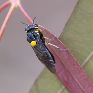 Pergagrapta bicolor at Acton, ACT - 2 Dec 2020