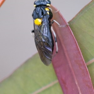 Pergagrapta bicolor at Acton, ACT - 2 Dec 2020