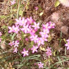 Centaurium sp. (Centaury) at Hackett, ACT - 3 Dec 2020 by abread111