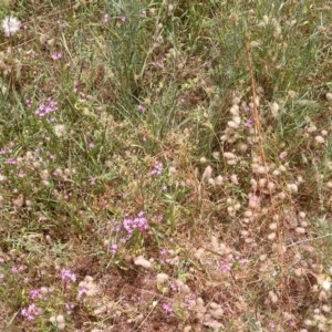 Centaurium sp. at Hackett, ACT - 3 Dec 2020