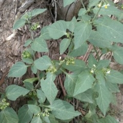 Solanum nigrum (Black Nightshade) at Mount Majura - 3 Dec 2020 by abread111
